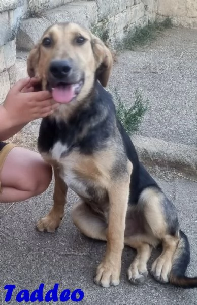 Taddeo  Cucciolone mix segugio | Foto 2