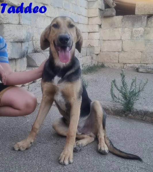 Taddeo  Cucciolone mix segugio | Foto 1