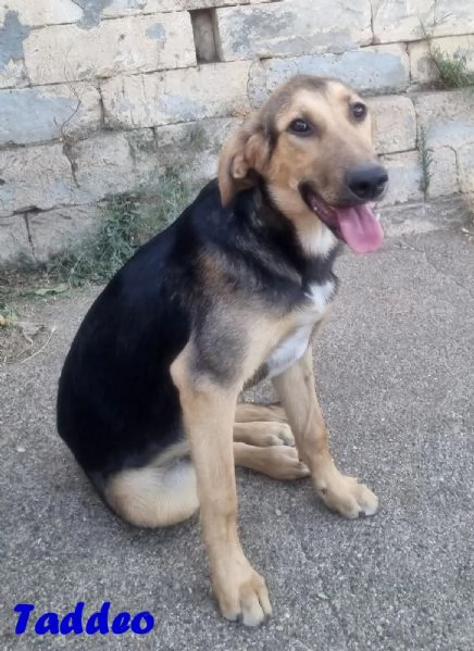 Taddeo  Cucciolone mix segugio | Foto 0