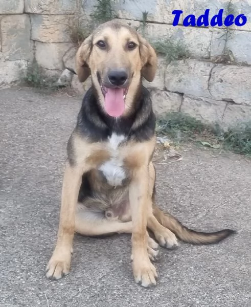 Taddeo  Cucciolone mix segugio