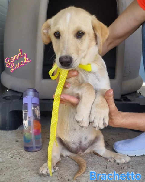 Brachetto  zampe corte e tanto cuore | Foto 1