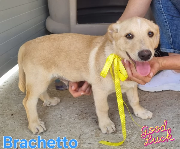 Brachetto  zampe corte e tanto cuore | Foto 0