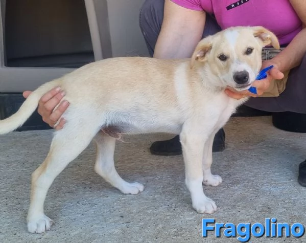 Fragolino  simpaticissimo cucciolo mix labrador | Foto 4