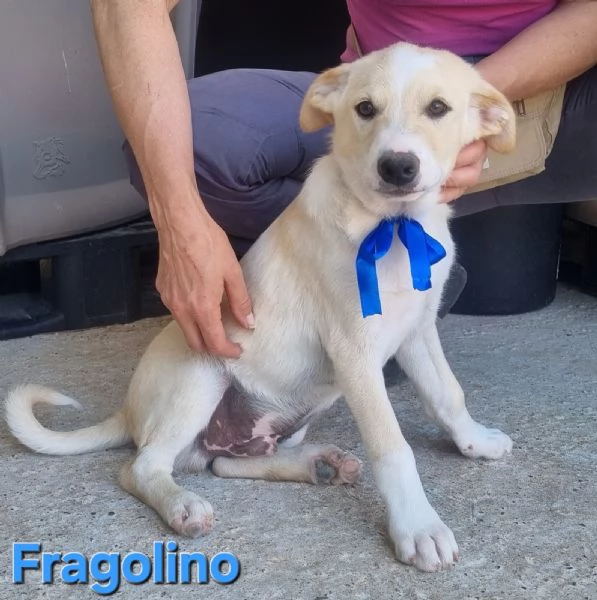 Fragolino  simpaticissimo cucciolo mix labrador | Foto 3