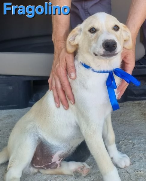 Fragolino  simpaticissimo cucciolo mix labrador | Foto 2