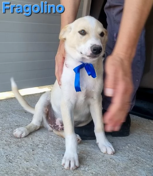 Fragolino  simpaticissimo cucciolo mix labrador | Foto 1