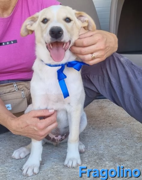 Fragolino  simpaticissimo cucciolo mix labrador | Foto 0