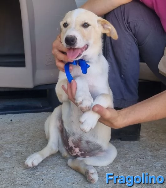 Fragolino  simpaticissimo cucciolo mix labrador