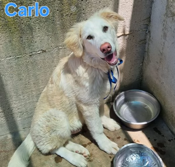 CARLO cucciolone simil goldenpastore | Foto 3