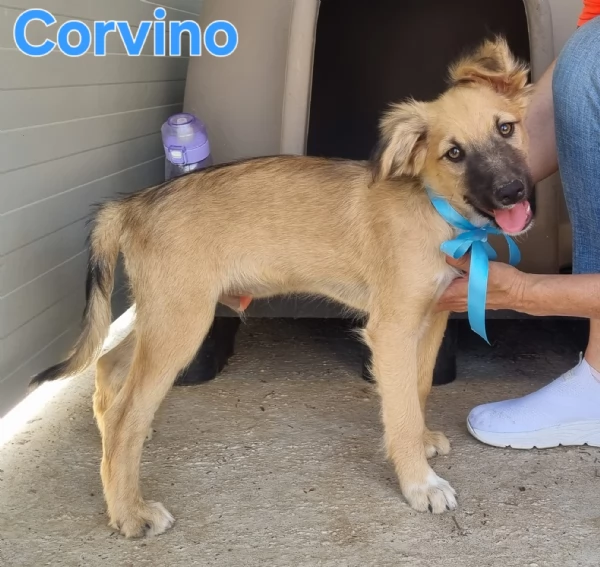 Corvino  il cucciolo in maschera | Foto 0