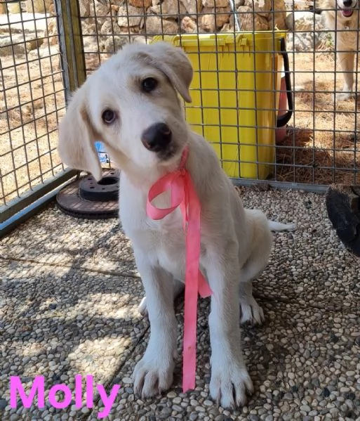 Molly  bellissima cucciola in adozione