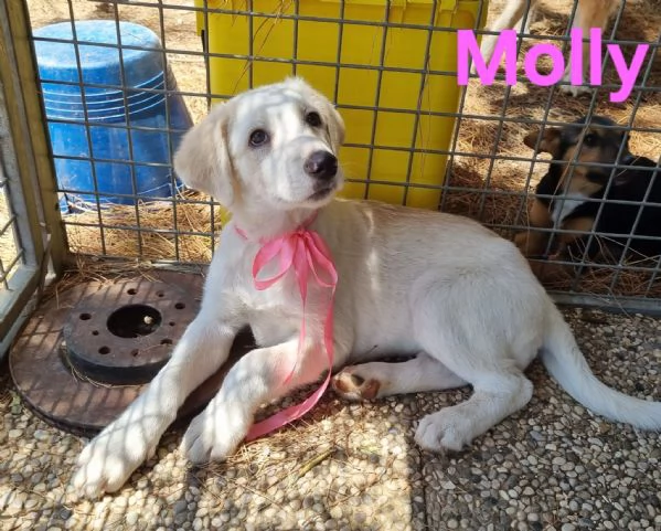 Molly  bellissima cucciola in adozione | Foto 4