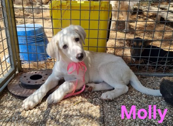 Molly  bellissima cucciola in adozione | Foto 3