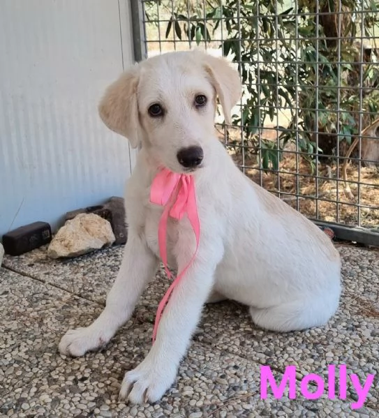 Molly  bellissima cucciola in adozione | Foto 2