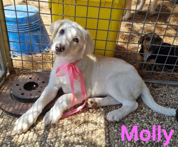 Molly  bellissima cucciola in adozione | Foto 1