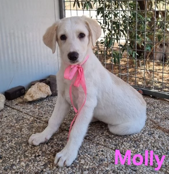 Molly  bellissima cucciola in adozione | Foto 0