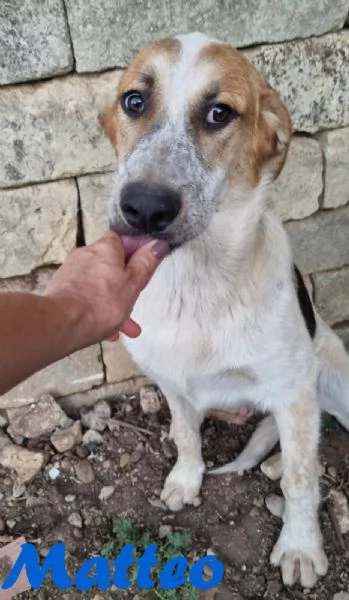 MATTEO bellissimo cucciolo maschio  | Foto 2