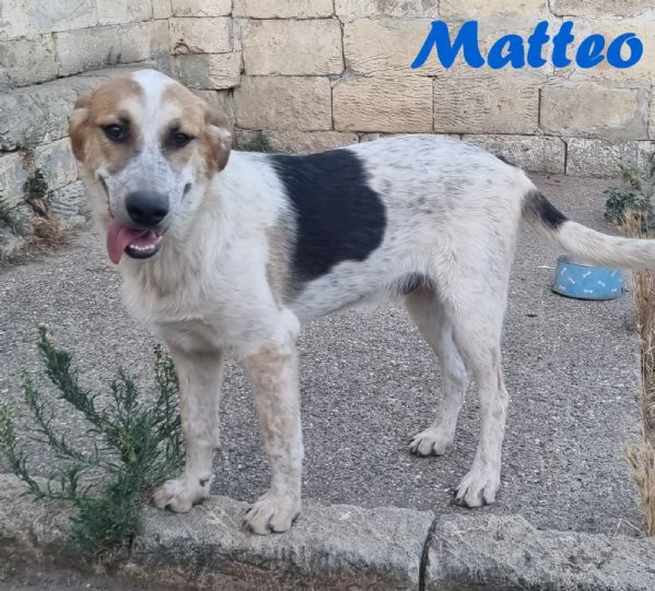 MATTEO bellissimo cucciolo maschio  | Foto 1