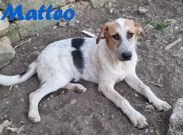 MATTEO bellissimo cucciolo maschio 