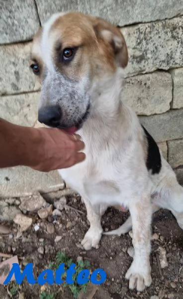 MATTEO bellissimo cucciolo maschio  | Foto 0