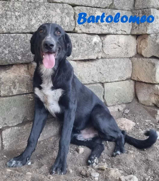 BARTOLOMEO  cucciolo simil labradorpastore | Foto 2