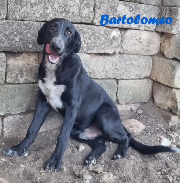 BARTOLOMEO  cucciolo simil labradorpastore | Foto 1