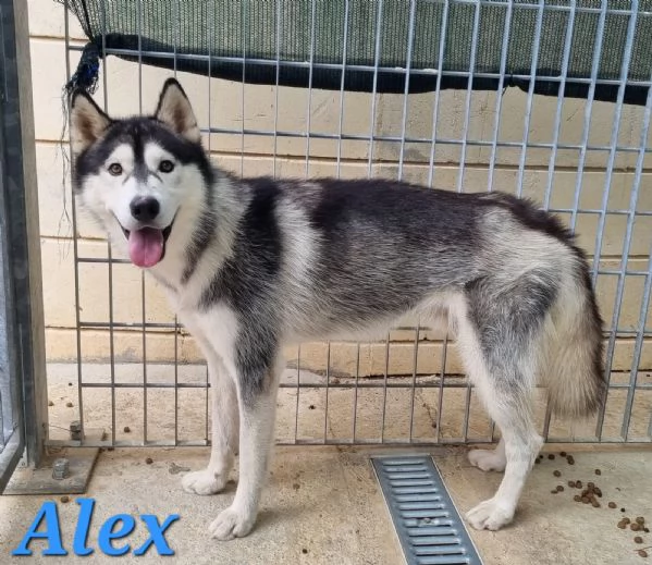 ALEX giovane siberian husky | Foto 2
