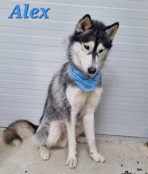 ALEX giovane siberian husky | Foto 1