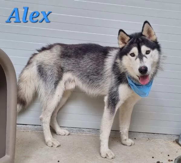 ALEX giovane siberian husky | Foto 0