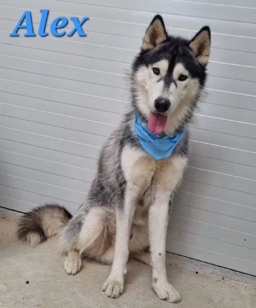 ALEX giovane siberian husky