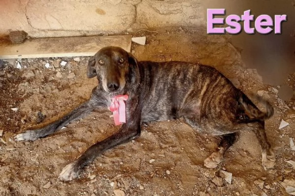 ESTER  dolcissima mix segugia maremmana  | Foto 2