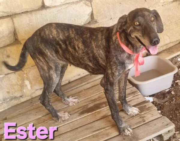 ESTER  dolcissima mix segugia maremmana  | Foto 1