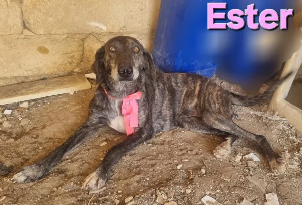 ESTER  dolcissima mix segugia maremmana 