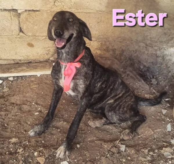 ESTER  dolcissima mix segugia maremmana  | Foto 0