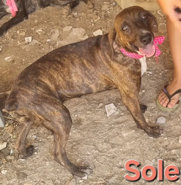 SOLE  bellissima segugia maremmana  | Foto 4