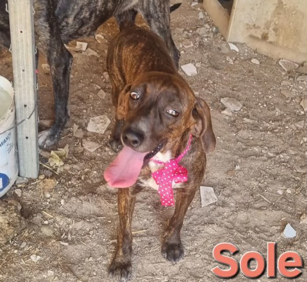 SOLE  bellissima segugia maremmana  | Foto 3