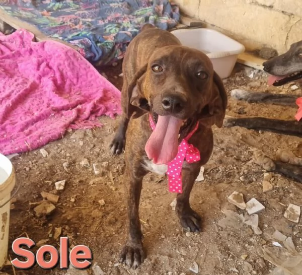 SOLE  bellissima segugia maremmana  | Foto 0