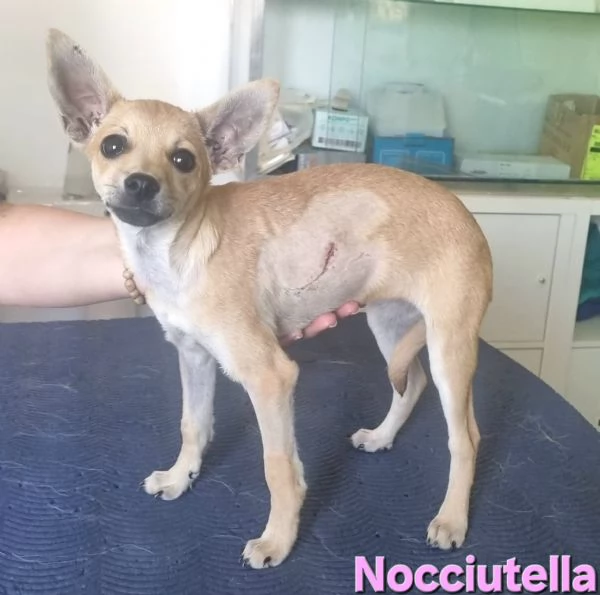 Nocciutella  cucciola investita da una macchina | Foto 5