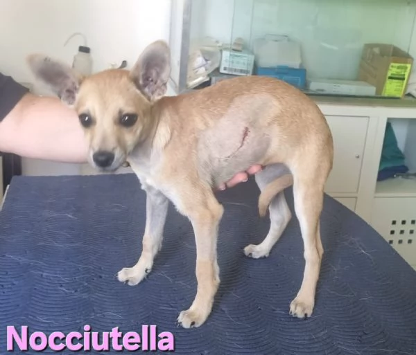 Nocciutella  cucciola investita da una macchina | Foto 4