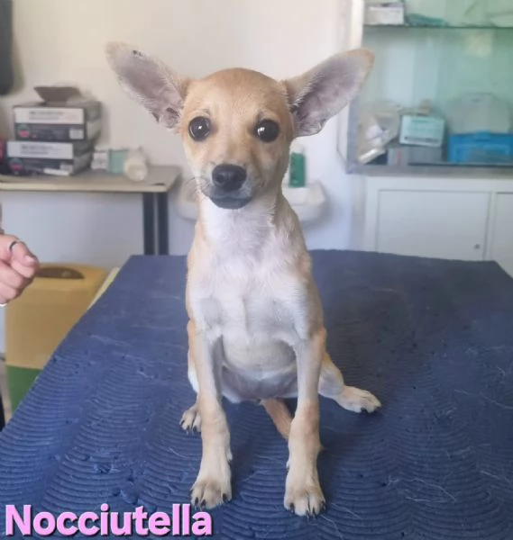 Nocciutella  cucciola investita da una macchina | Foto 3
