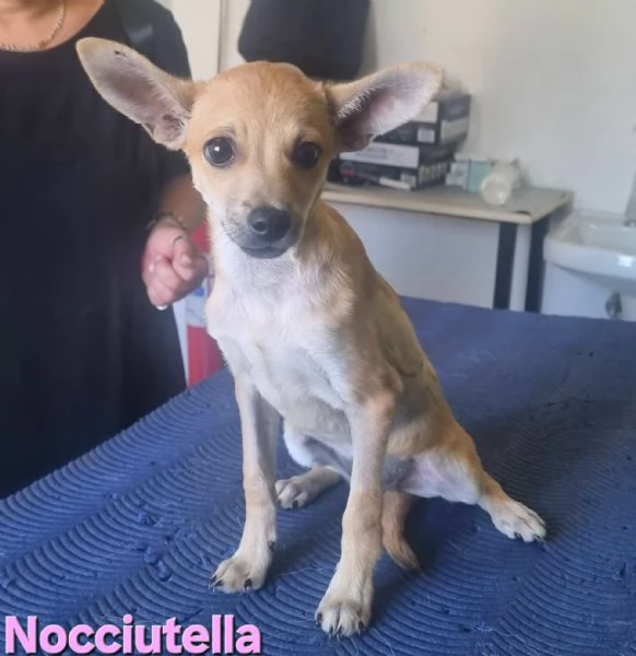 Nocciutella  cucciola investita da una macchina | Foto 2