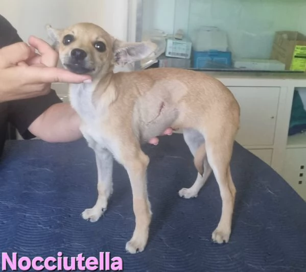 Nocciutella  cucciola investita da una macchina | Foto 0