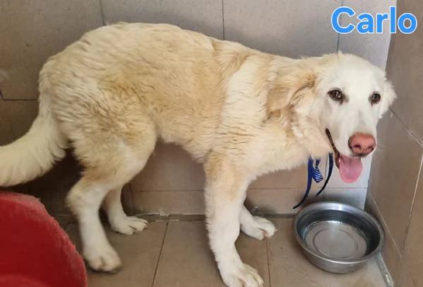Carlo  cucciolone simil golden cerca casa | Foto 3