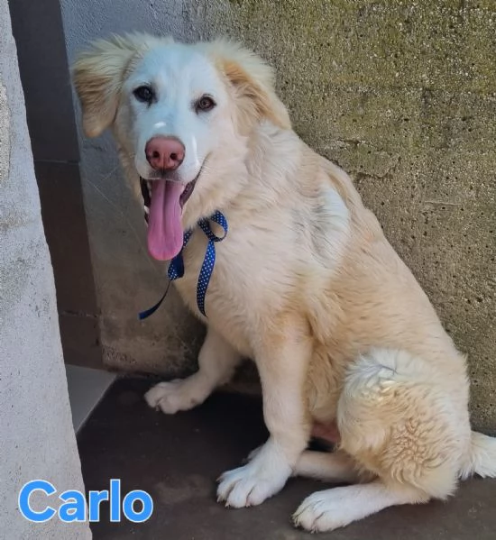 Carlo  cucciolone simil golden cerca casa | Foto 0
