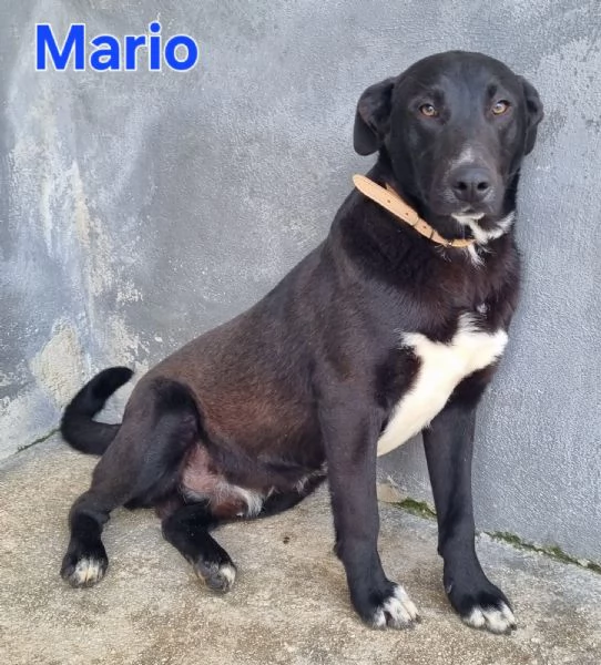 Mario  simil labrador dolce e coccolone | Foto 6