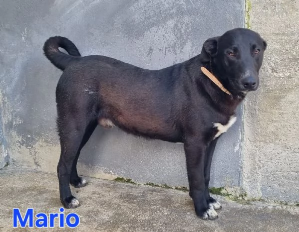 Mario  simil labrador dolce e coccolone | Foto 5