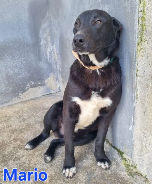 Mario  simil labrador dolce e coccolone | Foto 4
