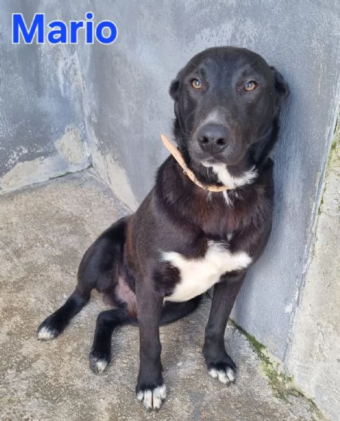 Mario  simil labrador dolce e coccolone