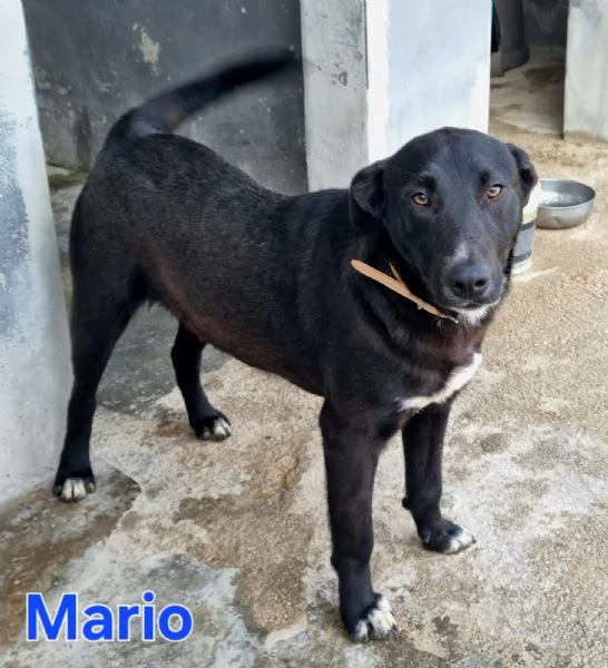 Mario  simil labrador dolce e coccolone | Foto 3