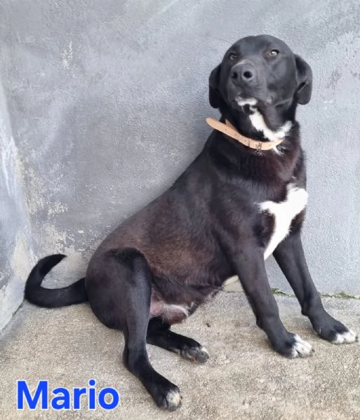 Mario  simil labrador dolce e coccolone | Foto 2